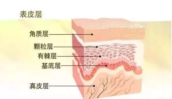 皮膚的基礎知識及護理要點！女人一定要懂