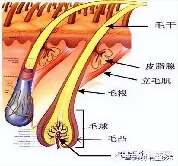 科普 | 為什么白發比黑發長得快？