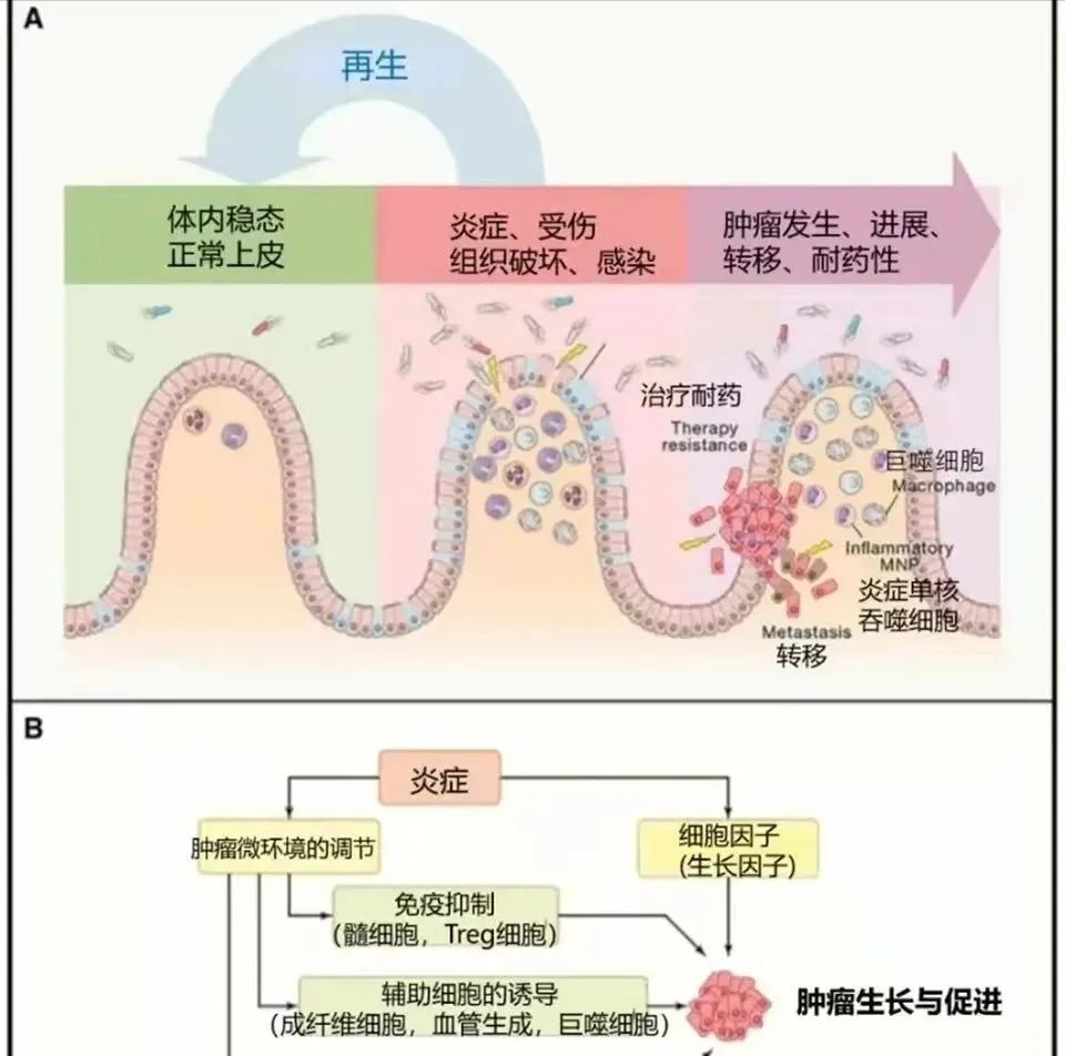 細胞?？膊〉淖锟準?，干細胞有效減輕炎癥反應(圖3)